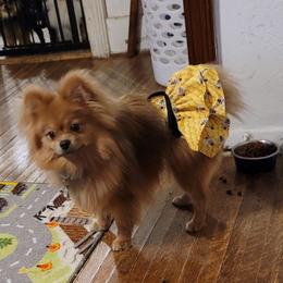 Mia Rose - Pomeranian