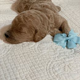 Boy 3 - Cream Poodle puppy in Gate City, Virginia from Four Fillies Farm