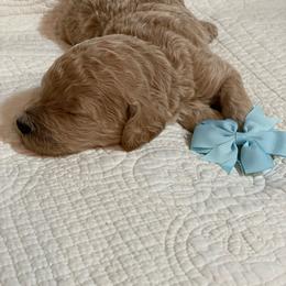 Boy 3 - Cream Poodle puppy in Gate City, Virginia from Four Fillies Farm