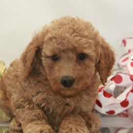 Australian Shepherd, Goldendoodle, and Poodle Puppies from 5AFarms