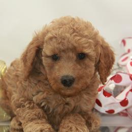 Australian Shepherd, Goldendoodle, and Poodle Puppies from 5AFarms