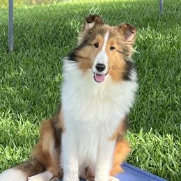 Hudson - Sable and white male Shetland Sheepdog puppy in Davie, Florida from Enclave