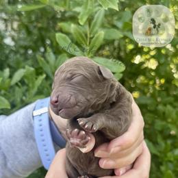 Brown female - Brown female Poodle puppy in Jacksonville, Florida from Creek Side Kennels