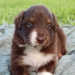 Rabbit - Red tri-color male Australian Shepherd puppy in Star City, Arkansas from Blush & Lace Aussie Co.