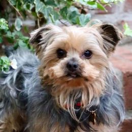 Maltese and Yorkshire Terriers from Little Dog Farm