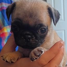 Boy 7 - Fawn male Pug puppy in Marshville, North Carolina from adorable pug puppies