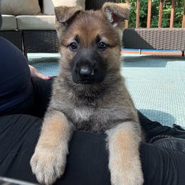 Sable Female - Sable female German Shepherd puppy in Tafton, Pennsylvania from Pocono GSD