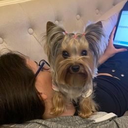 Neska - Yorkshire Terrier