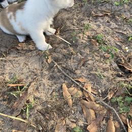 American Corgi and Pembroke Welsh Corgi Puppies from Swell Corgis