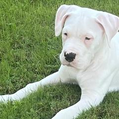 Thor - Dogo Argentino puppy in Youngstown, Ohio from For The Love of Dogos