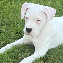 Thor - Dogo Argentino puppy in Youngstown, Ohio from For The Love of Dogos