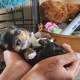 Yorkshire Terrier Puppies from Parti Time Yorkies Indy