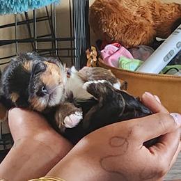 Yorkshire Terrier Puppies from Parti Time Yorkies Indy