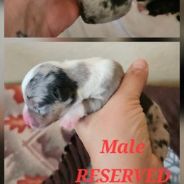 Boy 4 - Blue merle and white male American Corgi puppy in Neosho, Wisconsin from GC Farms Corgis
