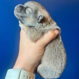 Silver boy - Tri-colored male Pomeranian puppy in Hernando, Mississippi from The Pom Squad