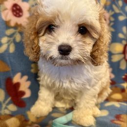 Gabe - Cream male Cavapoo puppy in Howe, Oklahoma from Cuddly Cavapoos