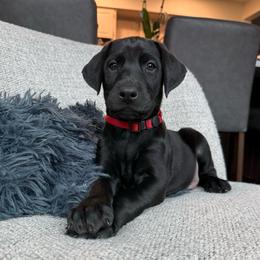 Jet - Black and rust male Doberman Pinscher puppy in Brookfield, Wisconsin from Haus of Hound