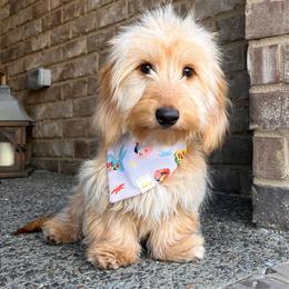 Winston - Dachshund