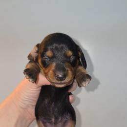 Black and tan girl - Black and tan female Dachshund puppy in West Plains, Missouri from Spring Creek Dachshunds