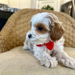Marshall (Red) - Blenheim male Cavapoo puppy in West Haven, Utah from Harper Haven Cavapoos & Doodles