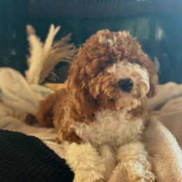 Cupid Micro Mini - Red  male Goldendoodle puppy in Bristol, Tennessee from 4goldendoodles