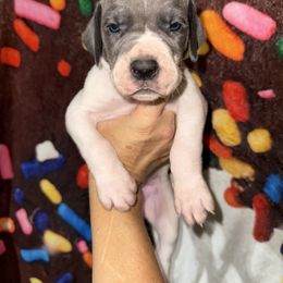 Ghost - Blue male Great Dane puppy in Orange Grove, Texas from Shadow Veil Dane’s