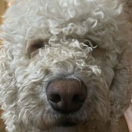 Labradoodles from Silver State Labradoodles
