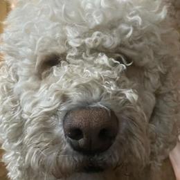Labradoodles from Silver State Labradoodles