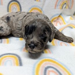 Aussiedoodle, Australian Shepherd, Bernedoodle, Cockapoo, and Poodle Puppies from Sis' Doodles & Poodles
