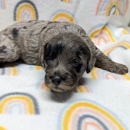 Aussiedoodle, Australian Shepherd, Bernedoodle, Cockapoo, and Poodle Puppies from Sis' Doodles & Poodles