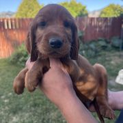 Brown-Draco Malfoy - Mahogany male Irish Setter puppy in Franklin, Idaho from Spring Creek Irish Setters