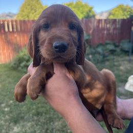 Brown-Draco Malfoy - Mahogany male Irish Setter puppy in Franklin, Idaho from Spring Creek Irish Setters