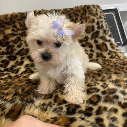 Mariah - Gold female Yorkshire Terrier puppy in Belpre, Ohio from Blackwoods Yorkies