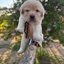 Boy 6 - Yellow male Labrador Retriever puppy in Escalon, California from Honeyfield Retrievers