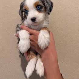 Sage - Merle female Bernedoodle puppy in Churchill County Fallon, Nevada from Card Family Ranch