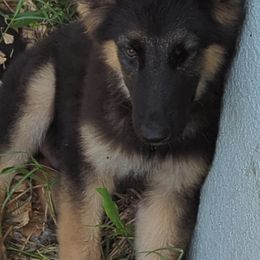 Xena - Boston Terrier