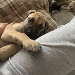 Hera - Fawn female Great Dane puppy in Aldie, Virginia from High Point Mountain Danes