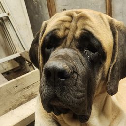 JOLENE - Mastiff
