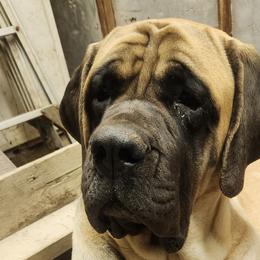 JOLENE - Mastiff