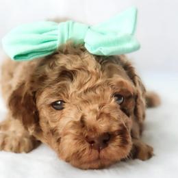 Reverie - Merle female Goldendoodle puppy in Holly Springs, Georgia from Libby Lou’s Goldendoodles
