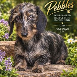 Pebblie poo - Dachshund