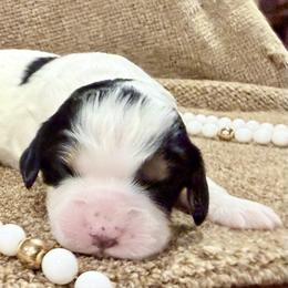 Girl 4 - Tri-color female Cavapoo puppy in Bloomfield, Iowa from Schooley Doodles
