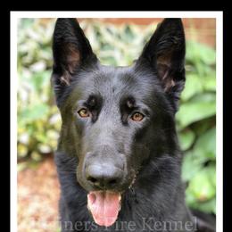 Tesla  - German Shepherd