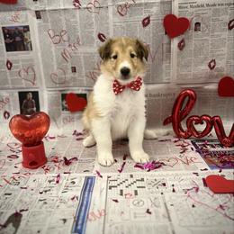 Lucas - Sable and white male Collie puppy in Chilhowie, Virginia from Jolly Collies