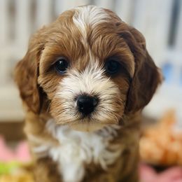 Bernedoodles, Cavapoos, and Goldendoodles from Padgetts Hill Puppies