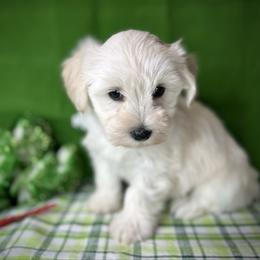 Bella (red collar) - White female Miniature Schnauzer puppy in Placerville, California from Rpuppies
