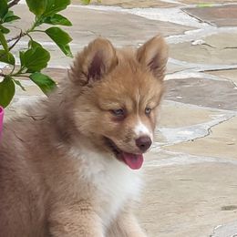 Mercedes - Wolf sable Pomsky puppy in Allen, Texas from Arctic Cream Fluff Pomsky