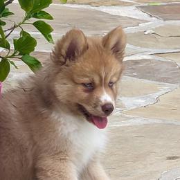 Mercedes - Wolf sable Pomsky puppy in Allen, Texas from Arctic Cream Fluff Pomsky