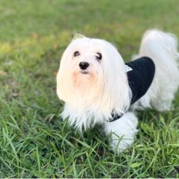Andy - Maltese