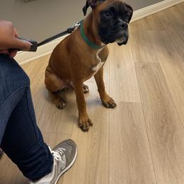 Boxer All Grown Up from Kimberly's Boxers